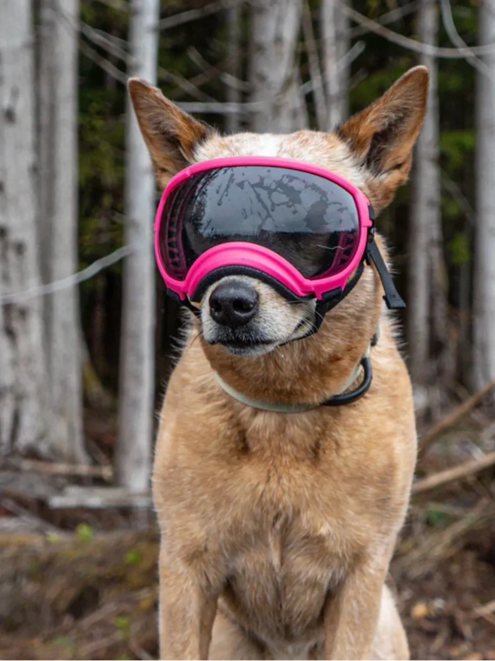 NIB REX SPECS NEON PINK V2 DOG GOGGLES